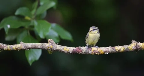 Eurasian blue tit chick asking to be fed on tree branch Stock Footage 328367015