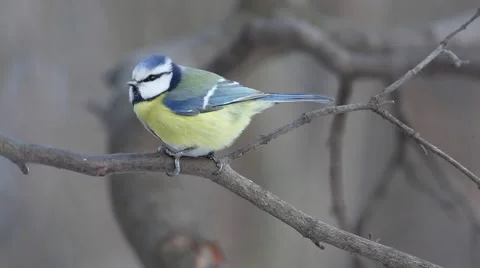 Eurasian blue tit (Cyanistes caeruleus) jumping on the branch Stock Footage 59341116