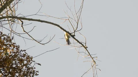 Eurasian Blue Tit Dancing on Branch Vídeos de archivo 334671547