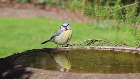 A Eurasian Blue Tit Drinking Water from a Bird Bath Stock Footage 130496146