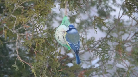 Eurasian blue tit  feeding on mixture of margarine, oat flakes, and peanuts. Stock Footage 168540086