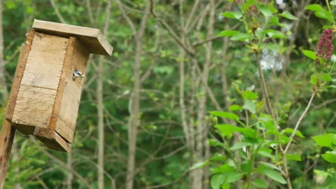 Eurasian blue tit fly out the nesting box. Slow motion. Stock Footage 86798631