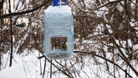 Eurasian blue tit Stock Footage 170618292