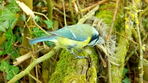 Eurasian Blue Tit Video stock 280023152