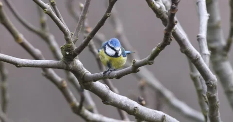 Eurasian Blue Tit Stock Footage 330344421