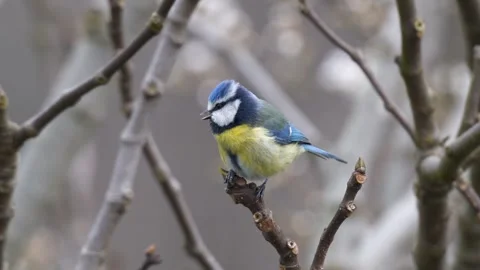 Eurasian Blue Tit Stock Footage 330384603