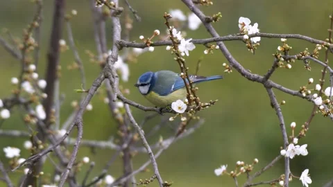 Eurasian Blue Tit Stock Footage 330388490