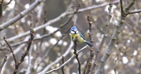 Eurasian Blue Tit Stock Footage 331937026