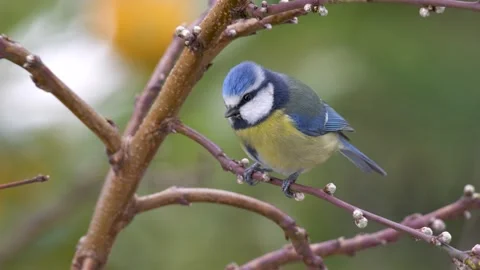 Eurasian Blue Tit Stock Footage 332047085