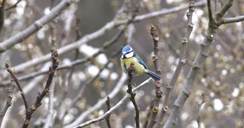 Eurasian Blue Tit Stock Footage 332075760