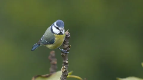 Eurasian Blue Tit Stock-Footage 332484291