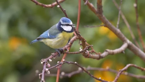 Eurasian Blue Tit Vídeo Stock 332565317