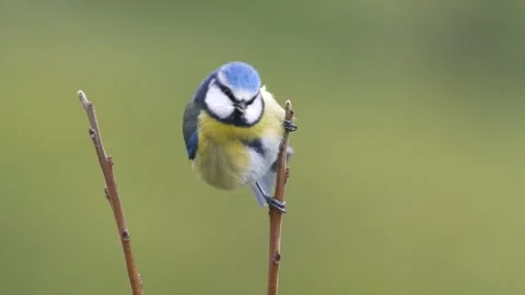 Eurasian Blue Tit Stock Footage 332616261