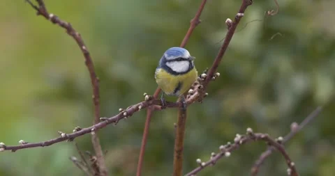 Eurasian Blue Tit Stock-Footage 332658612