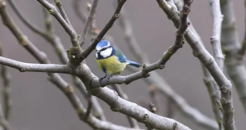 Eurasian Blue Tit Stock Footage 332711656