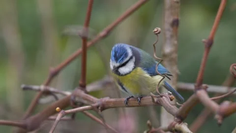 Eurasian Blue Tit Stock Footage 332842600