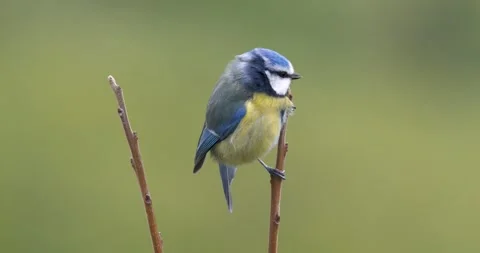 Eurasian Blue Tit Stock-Footage 332868249