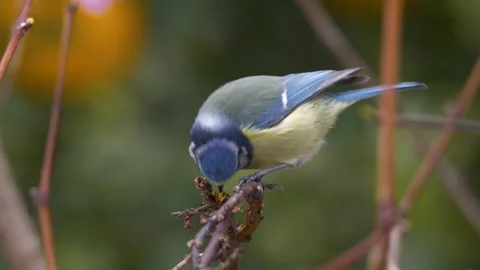 Eurasian Blue Tit 스톡 동영상 332933253