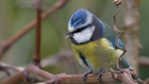 Eurasian Blue Tit 스톡 동영상 333245762
