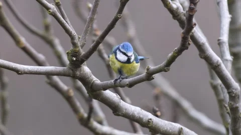 Eurasian Blue Tit Stock Footage 337537780