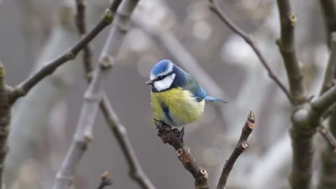 Eurasian Blue Tit Video stock 342279552