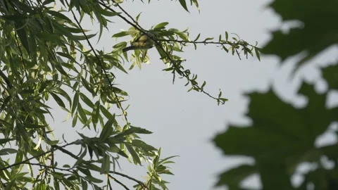 Eurasian Blue Tit Foraging and Moving on Thin Willow Tree Branches Stock Footage 336965725