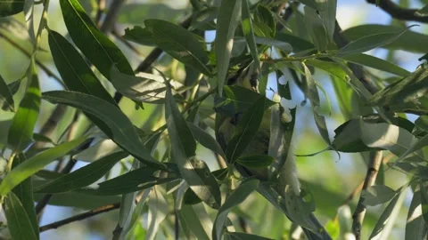 Eurasian Blue Tit Foraging and Eating Leaves in a Lush Tree Branch Stock Footage 336980693
