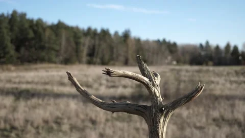 Eurasian blue tit makes a quick stop on a dead tree branch. Video stock 172263187
