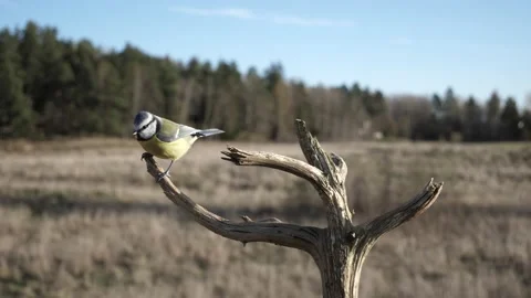 Eurasian blue tit makes a quick stop and go on a dead tree branch. Video stock 172263190