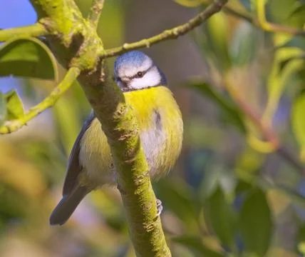 Eurasian Blue tit Stock Photos