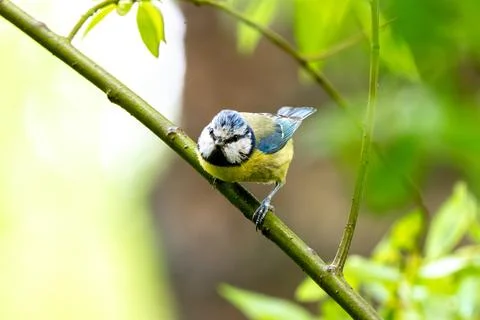 Eurasian Blue Tit Stock Photos