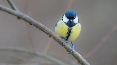 Eurasian Blue Tit Stock Photos