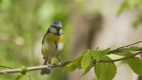 Eurasian blue tit. Singing bird in the spring forest. Cyanistes caeruleus Stock Footage