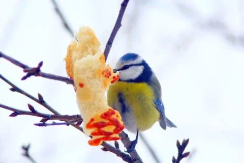 Eurasian blue tit sits eats the bread Stock Photos