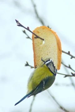 Eurasian blue tit sits eats the bread Stock Photos