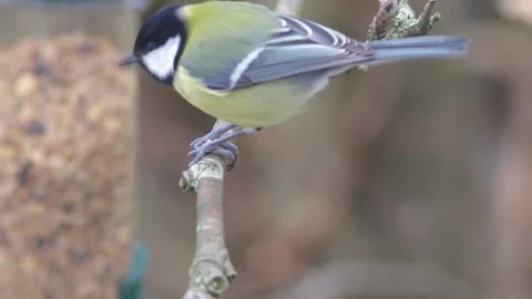 Eurasian Blue tit small bird sparrow on a branch feeding on grains Stock Footage 171250547