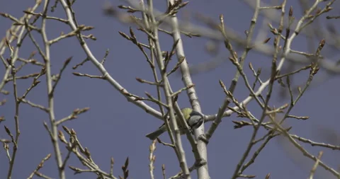 Eurasian blue tit on a tree, 4K slomo Stock Footage 240537404
