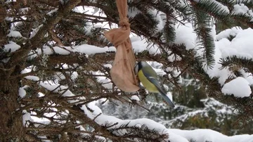 Eurasian blue tit in winter,  Eurasian blue tit at a feeder in winter Stock Footage 85954491