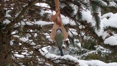 Eurasian blue tit in winter, Stock Footage 85669656