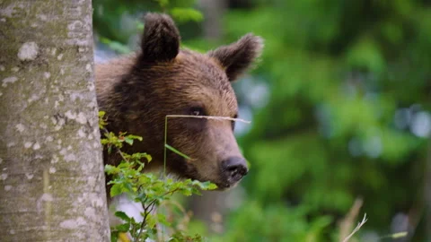 Eurasian Brown Bear Behind Tree Trunk In Forest - Gorski Kotar - Croatia Stock Footage 341662467