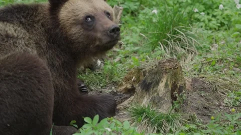 Eurasian Brown Bear Chewing Beside a Tree Stump in Slow Motion Stock Footage 341302326