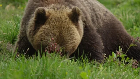 Eurasian brown bear chewing in slow motion, head down then looking up and Vídeos de archivo 339078639