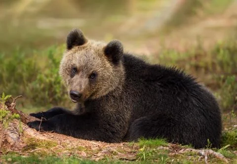 Eurasian brown bear cub lying in the forest Stock Photos