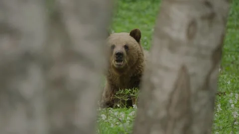Eurasian Brown Bear Feeding Framed by Silver Birch Trees in Estonia Stock Footage 341302317