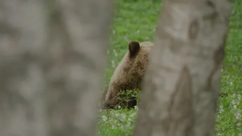 Eurasian Brown Bear Foraging Behind Silver Birch Tree Trunks Stock Footage 341302308