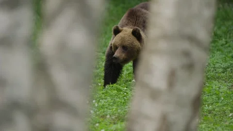 Eurasian brown bear foraging between silver birch trunks, slow motion head lift Stock Footage 339984323