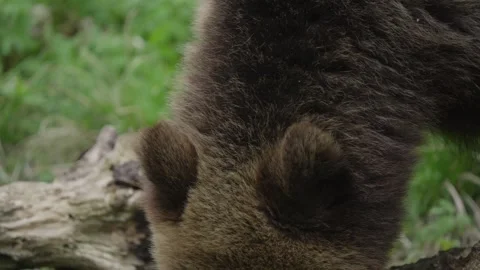Eurasian brown bear foraging by fallen log, slow motion close up as snout lifts Stock Footage 342036589