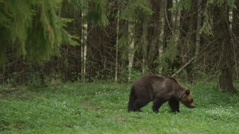 Eurasian brown bear foraging in forest clearing, slow motion walk with head low 库存影片 342036533