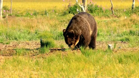 Eurasian Brown Bear Foraging in Meadow Habitat Stock Footage 308282446