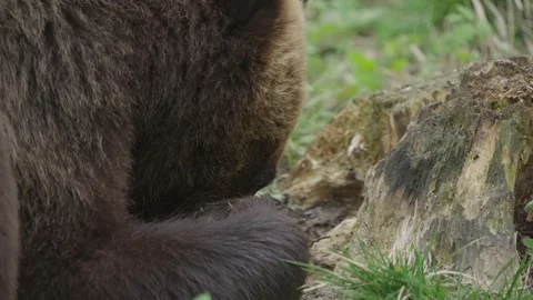 Eurasian brown bear foraging near tree stump in slow motion close up wildlife Stock Footage 342036614